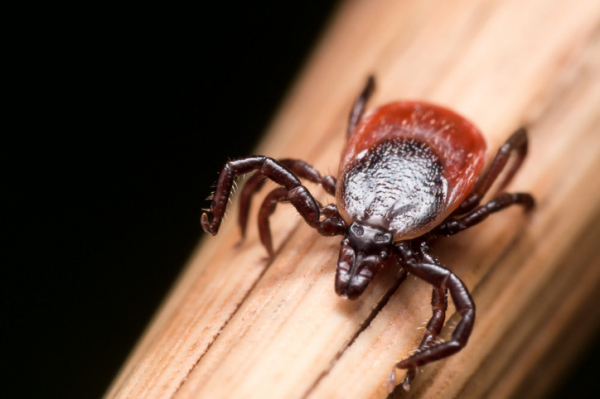 A black-legged tick on the tip of a pencil